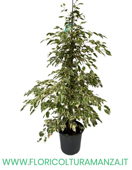 FICUS BENJAMIN VASO 26