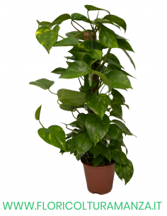 POTHOS VASO 18