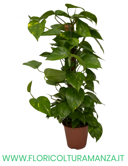 POTHOS VASO 18