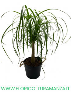 BEAUCARNEA VASO 28