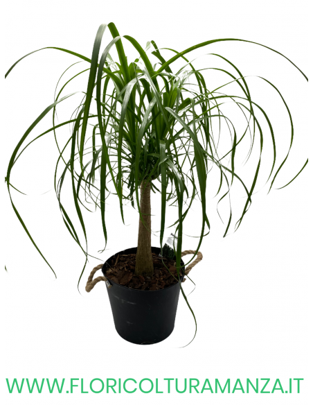 BEAUCARNEA VASO 28