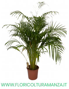 DYPSIS VASO 28