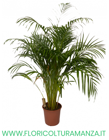 DYPSIS VASO 28