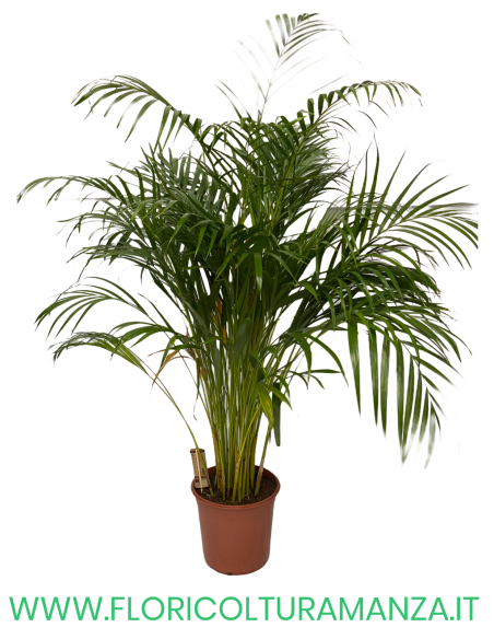 DYPSIS VASO 28