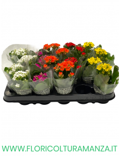 KALANCHOE VASO 6