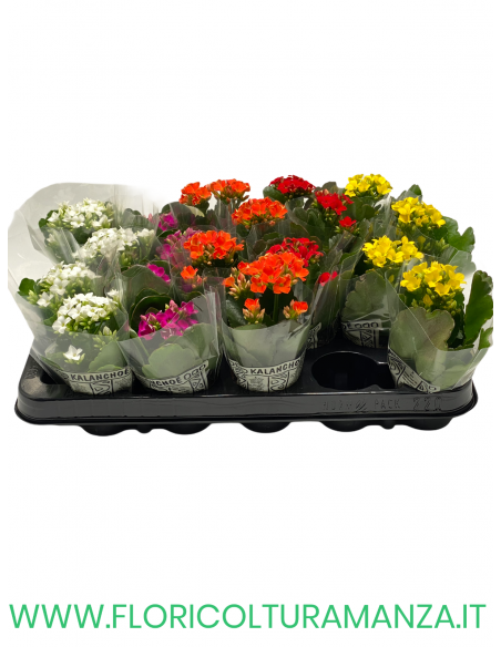 KALANCHOE VASO 6