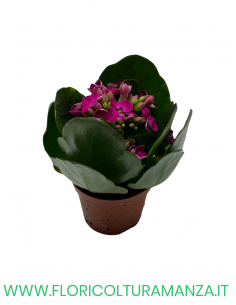 KALANCHOE VASO 6 2