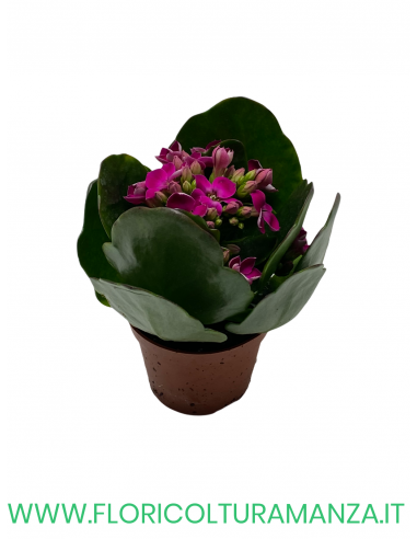 KALANCHOE VASO 6
