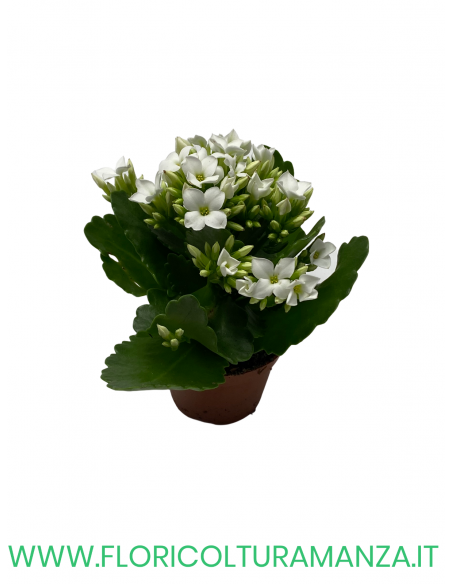 KALANCHOE VASO 6