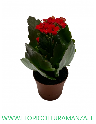KALANCHOE VASO 6