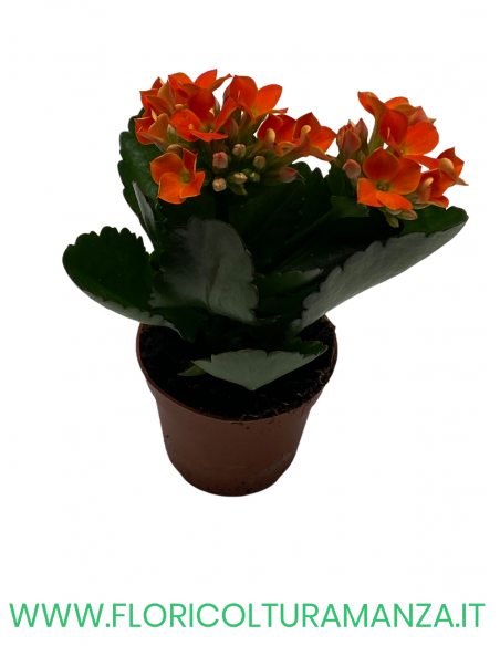 KALANCHOE VASO 6