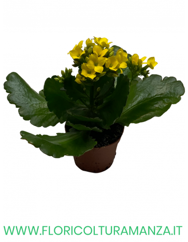 KALANCHOE VASO 6