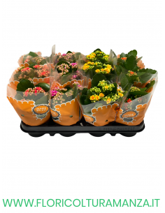 KALANCHOE VASO 10,5