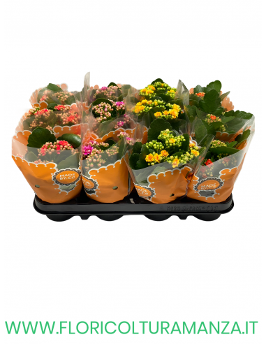 KALANCHOE VASO 10,5