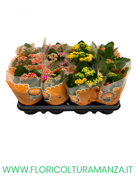 KALANCHOE VASO 10,5
