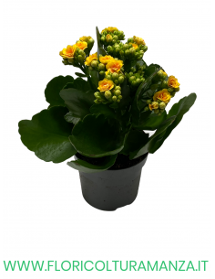 KALANCHOE VASO 10,5 2