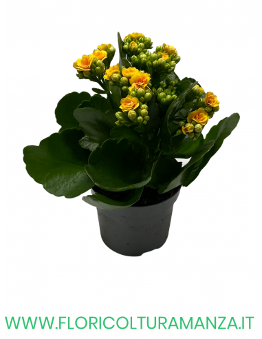 KALANCHOE VASO 10,5