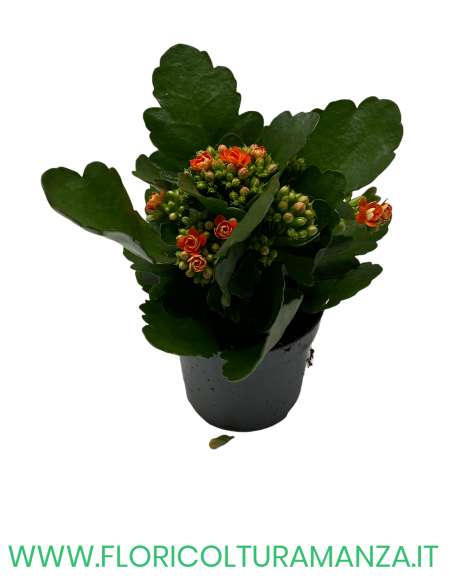 KALANCHOE VASO 10,5
