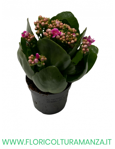 KALANCHOE VASO 10,5