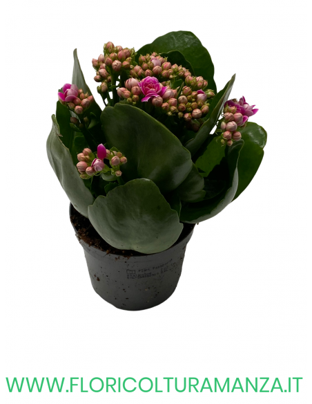 KALANCHOE VASO 10,5