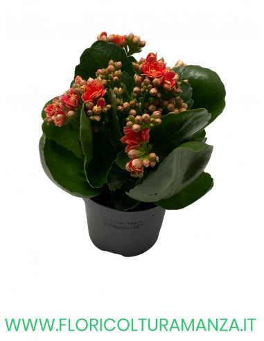 KALANCHOE VASO 10,5