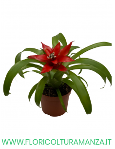 GUZMANIA VASO 9