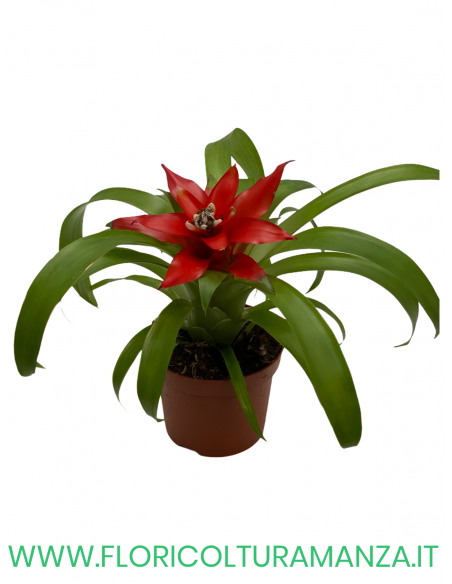 GUZMANIA VASO 9