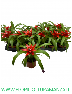 GUZMANIA VASO 9 2