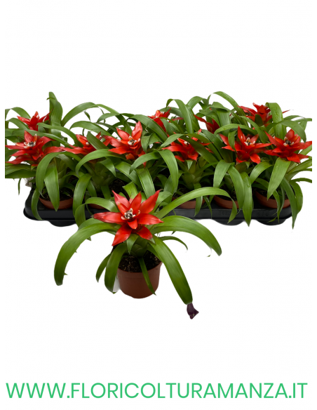 GUZMANIA VASO 9