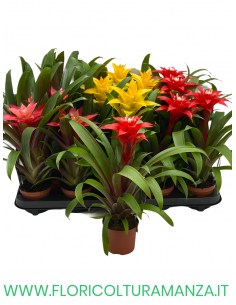 GUZMANIA VASO 9