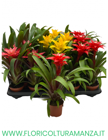 GUZMANIA VASO 9