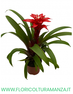 GUZMANIA VASO 9 2
