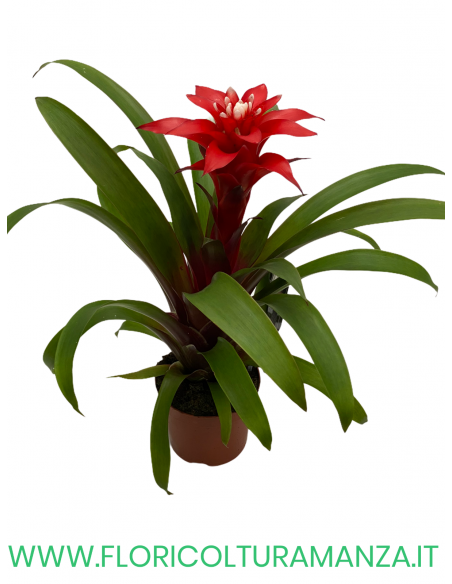 GUZMANIA VASO 9