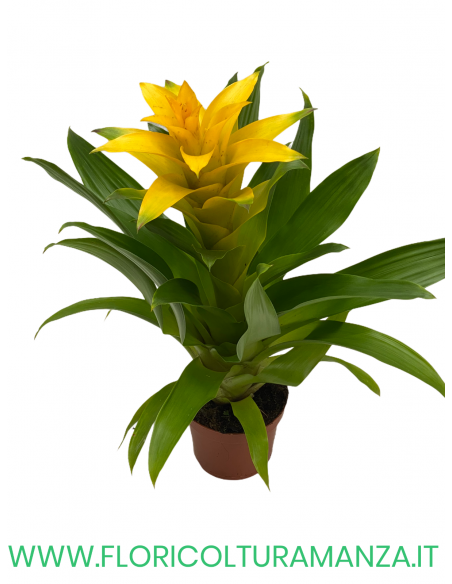 GUZMANIA VASO 9