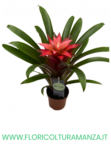 GUZMANIA VASO 9