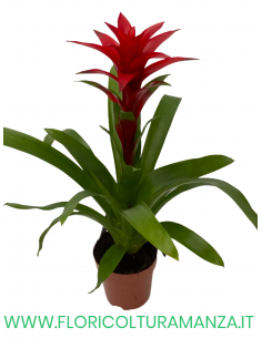 GUZMANIA VASO 13