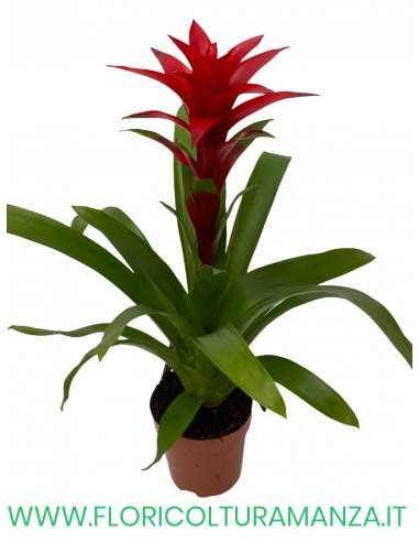 GUZMANIA VASO 13