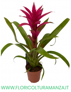 GUZMANIA VASO 13 2