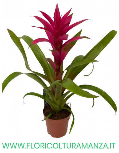GUZMANIA VASO 13