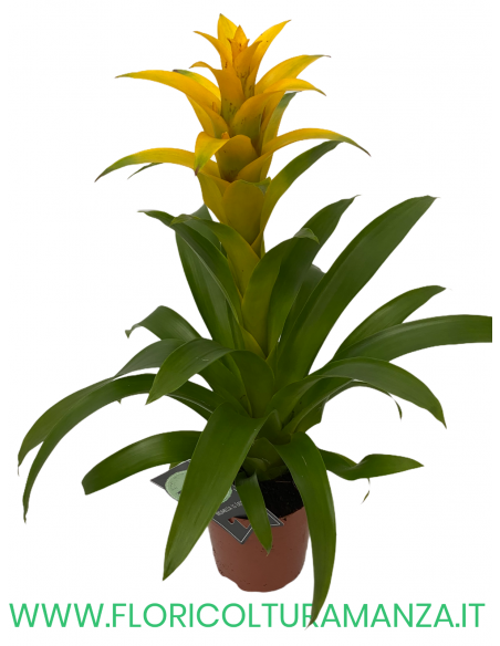GUZMANIA VASO 13