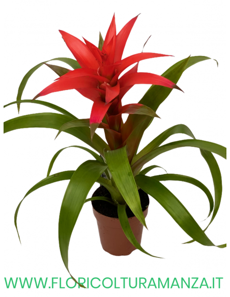 GUZMANIA VASO 13