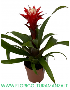 GUZMANIA VASO 15