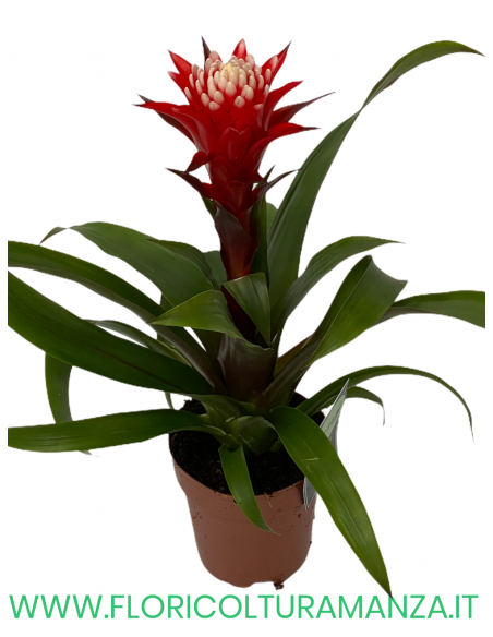 GUZMANIA VASO 15