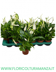 SPATHIPHYLLUM VASO 8