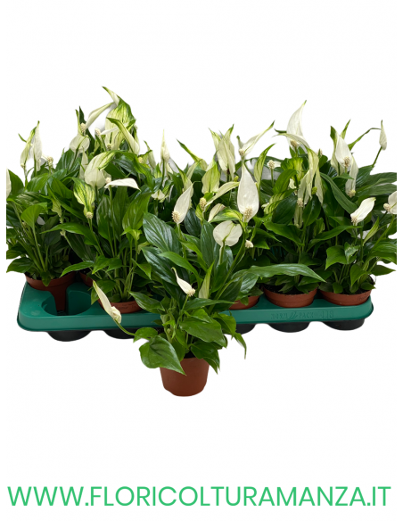 SPATHIPHYLLUM VASO 8