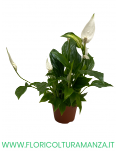 SPATHIPHYLLUM VASO 8 2