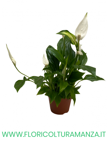 SPATHIPHYLLUM VASO 8