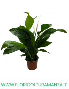SPATHIPHYLLUM VASO 13