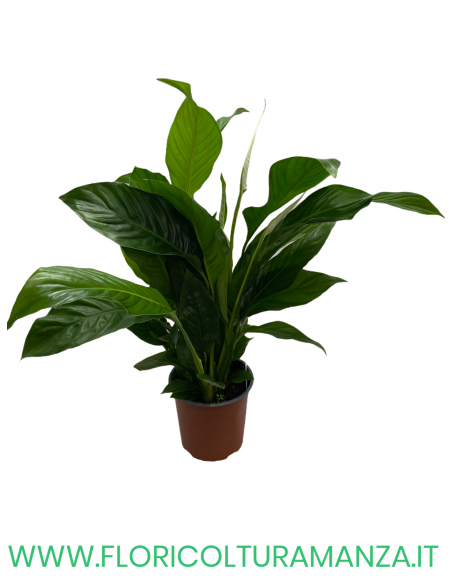 SPATHIPHYLLUM VASO 13