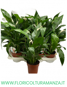 SPATHIPHYLLUM VASO 13 2